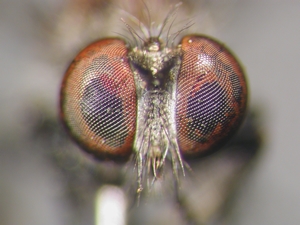 Holopogon fumipennis: Kopf frontal