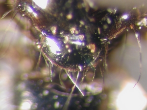 Holopogon fumipennis - Scutellum - dorsolateral