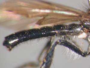 Holopogon fumipennis: Abdomen lateral