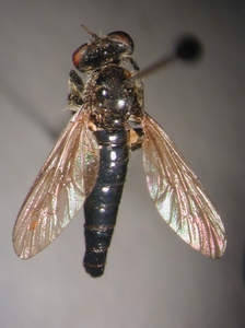 Holopogon nigripennis: dorsal