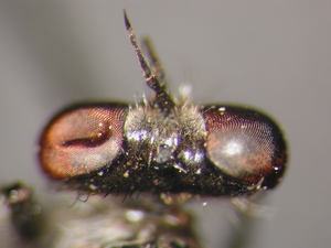 Holopogon nigripennis: Kopf dorsal