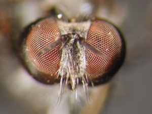 Holopogon nigripennis: Head frontal