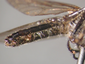 Holopogon nigripennis - Abdomen - lateral