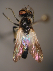 Holopogon nigripennis - dorsal