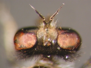 Holopogon nigripennis: Kopf dorsal