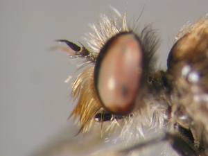 Holopogon nigripennis - Kopf - lateral