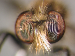 Holopogon nigripennis: Kopf frontal