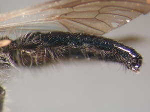 Holopogon nigripennis - Abdomen - lateral