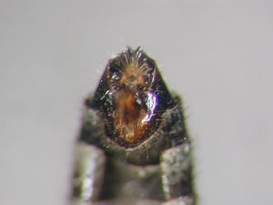 Lasiopogon cinctus - Ovipositor - ventral