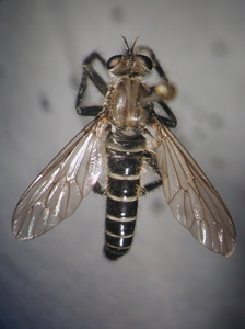 Lasiopogon cinctus - dorsal