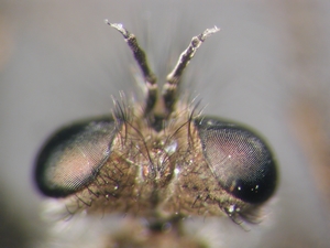 Lasiopogon cinctus - head - dorsal