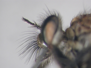 Lasiopogon cinctus - head - lateral