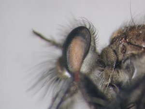 Lasiopogon cinctus - head - lateral