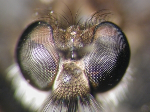 Lasiopogon cinctus - head - frontal