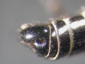 Lasiopogon cinctus - Hypopygium - lateral