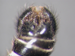 Lasiopogon cinctus - Hypopygium - ventral