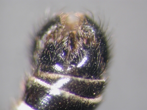 Lasiopogon cinctus - Hypopygium - ventral