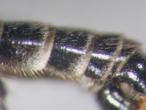 Lasiopogon cinctus - Abdomen - lateral