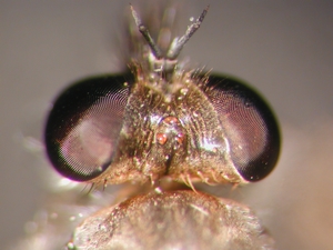 Stichopogon albofasciatus - head - dorsal