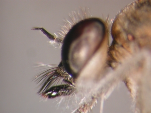 Stichopogon albofasciatus - head - lateral