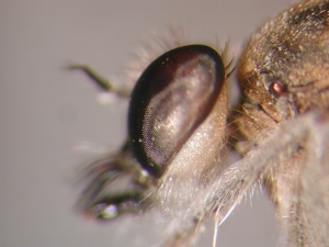 Stichopogon albofasciatus - head - lateral