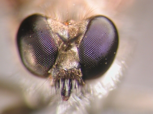 Stichopogon albofasciatus - Kopf - frontal