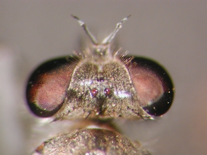 Stichopogon albofasciatus - head - dorsal