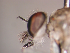 Stichopogon albofasciatus - head - lateral