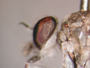 Stichopogon albofasciatus - head - lateral