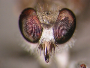 Stichopogon albofasciatus - Kopf - frontal