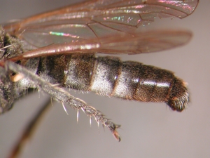 Stichopogon albofasciatus - Abdomen - lateral