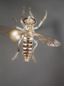 Stichopogon elegantulus - dorsal