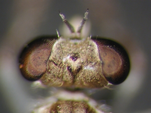 Stichopogon elegantulus - Kopf - dorsal