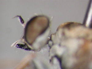 Stichopogon elegantulus - head - lateral