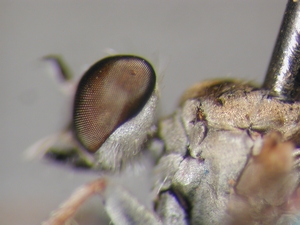 Stichopogon elegantulus - head - lateral