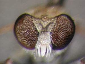 Stichopogon elegantulus - Kopf - frontal