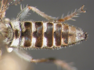 Stichopogon elegantulus - Abdomen - dorsal