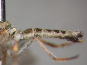 Stichopogon elegantulus - Abdomen - lateral