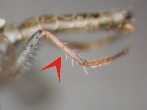 Fig. 1: Stichopogon elegantulus: hind leg