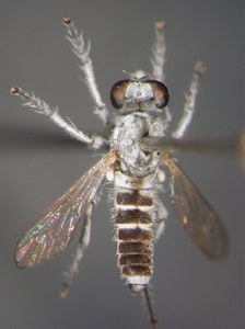 Stichopogon elegantulus - dorsal