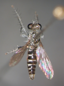 Stichopogon schineri - dorsal