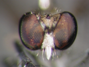 Stichopogon schineri - head - frontal