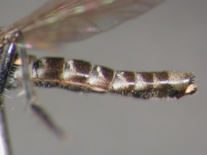 Stichopogon schineri - Abdomen - lateral