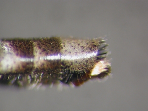 Stichopogon schineri - Ovipositor - lateral