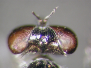 Stichopogon schineri - head - dorsal