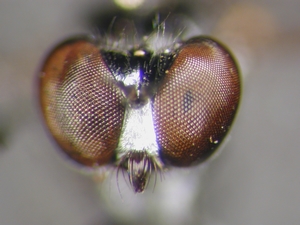 Stichopogon schineri - head - frontal