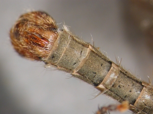 Fig. 34: Aneomochtherus flavicornis: Sternite