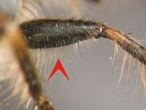 Abb. 2: Machimus: Vorderfemur