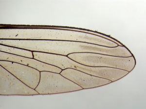 Fig. 37: Machimus: Wing