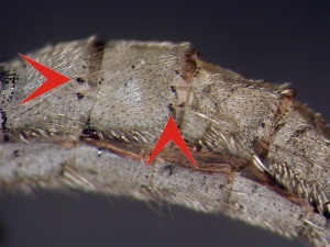 Fig. 7: Neomochtherus: Tergite lateral